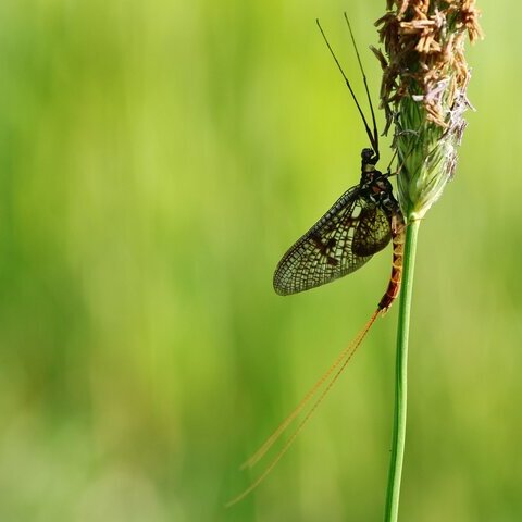 Eintagsfliege an Grashalm